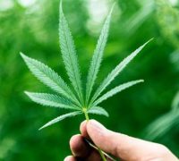 Ácidos en cannabis pueden evitar infecciones por COVID, revela estudio